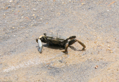 Macrophthalmidae