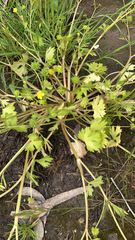 Ranunculus muricatus