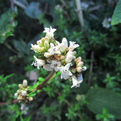 Galianthe bogotensis