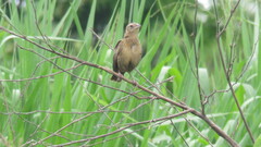 Leistes militaris