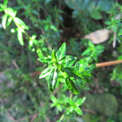 Galianthe bogotensis