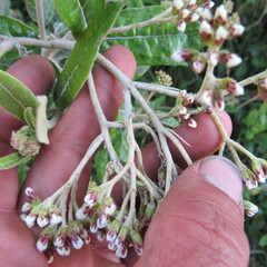 Ageratina asclepiadea