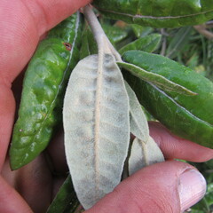 Ageratina asclepiadea