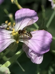 Toxomerus vertebratus