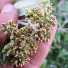 Ageratina asclepiadea
