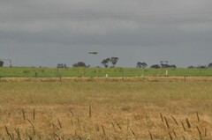 Cincloramphus mathewsi