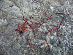 Vidalia colensoi