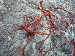 Vidalia colensoi