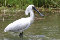 Royal Spoonbill photo 2