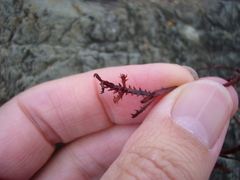 Vidalia colensoi