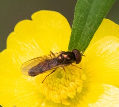 Melanostoma mellinum