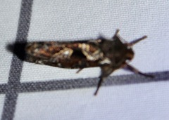 Korscheltellus gracilis