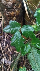 Boquila trifoliolata