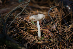 Helvella elastica