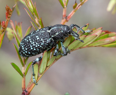 Chrysolopus spectabilis