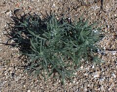 Johnstonella angustifolia