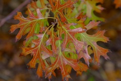 Quercus buckleyi