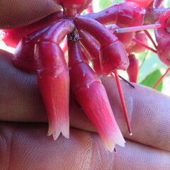 Macleania rupestris