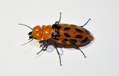 Cissites maculata