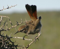 Ochetorhynchus phoenicurus