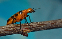 Cissites maculata