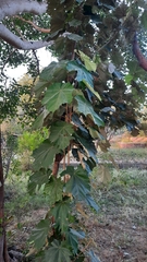 Pterospermum acerifolium