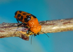 Cissites maculata