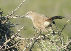 Ochetorhynchus phoenicurus