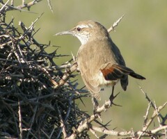 Ochetorhynchus phoenicurus