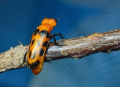 Cissites maculata