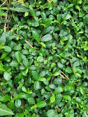 Ficus vaccinioides