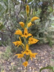 Chloraea chrysantha