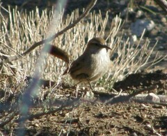 Ochetorhynchus phoenicurus