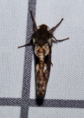 Korscheltellus gracilis