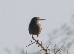 Ochetorhynchus phoenicurus