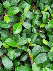 Ficus vaccinioides