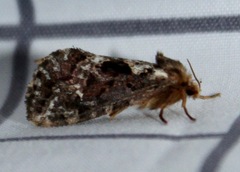 Korscheltellus gracilis