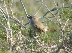 Ochetorhynchus phoenicurus