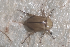 Cyclocephala lurida