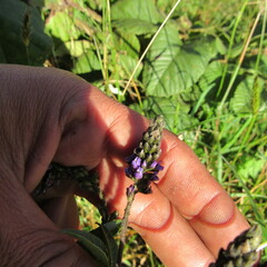 Otholobium mexicanum