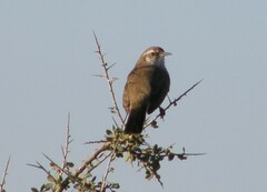 Ochetorhynchus phoenicurus