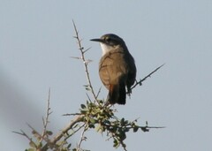 Ochetorhynchus phoenicurus