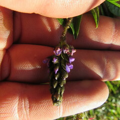 Otholobium mexicanum