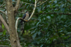 Hierococcyx nisicolor