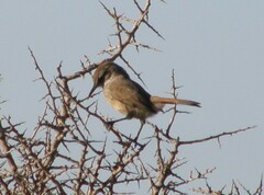 Ochetorhynchus phoenicurus