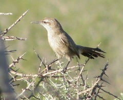 Ochetorhynchus phoenicurus