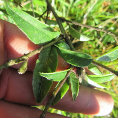 Otholobium mexicanum