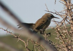 Ochetorhynchus phoenicurus