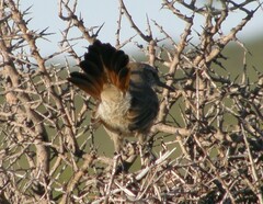 Ochetorhynchus phoenicurus