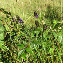 Otholobium mexicanum